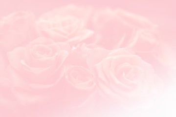 Pink background with  motive of rose