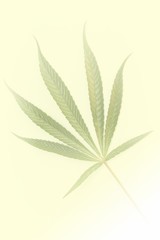 Yellow background with motive of marijuana