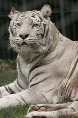 RARE WHITE TIGERS