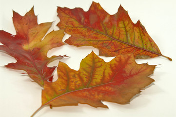 Herbst