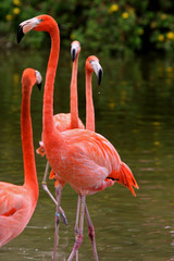 FLAMINGO FLOCK