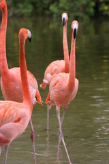 FLAMINGOS
