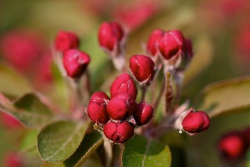 spring buds 01
