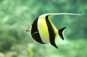 Fototapeta na wymiar ryba