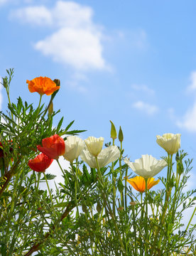 Fototapeta beatifull flowers