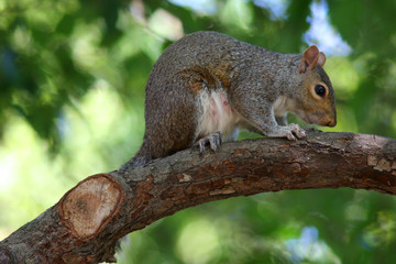 cute squirrel climbing in a tree 