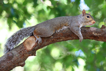 cute squirrel climbing and being lazy in a tree 