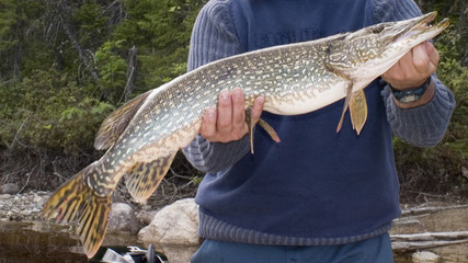 huge pike held by the fishermen that is much longer than his shoulders