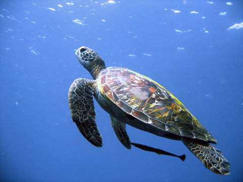 Green turtle in flight