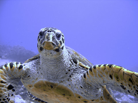 Photo of an endangered hawksbill sea turtle