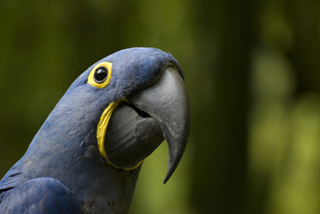 Le Perroquet © CHG