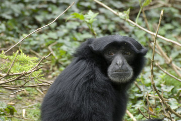 Singe