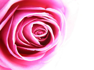 pink rose
