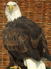 eagle