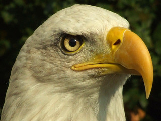 Obraz premium bald eagle