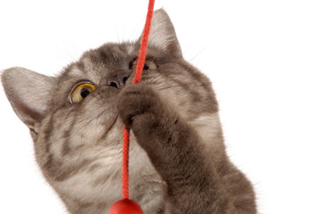 Katze