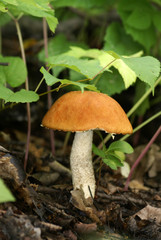 orange-cap boletus