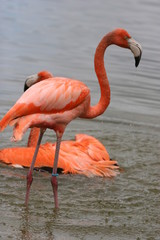 pink birds