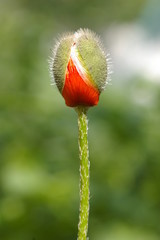 Poppy flower