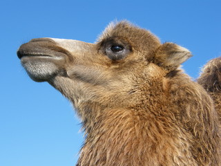 Fototapeta premium Camel Head