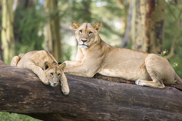 Two Lions