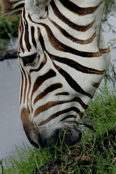 Fototapeta zebra