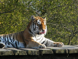 Fototapeta na wymiar Odpoczynku Tiger
