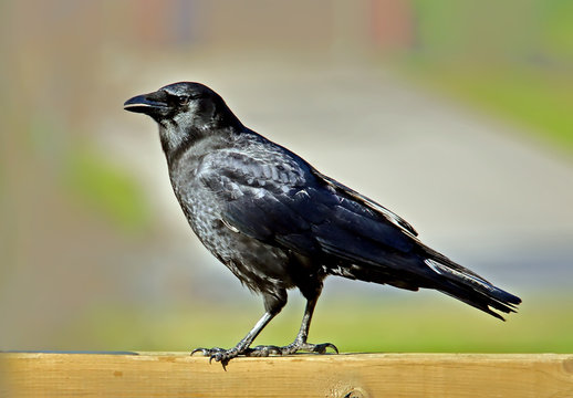 Crow perched on a deck rail