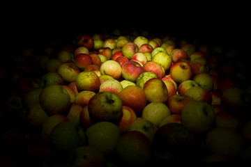 Apples under spotlight