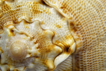 cockle-shell