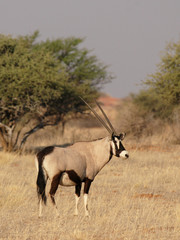 Oryx-Antilope