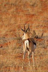 Springbock
