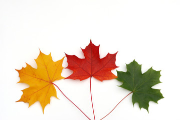 colorful maple leaf background