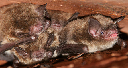 Little Brown Bats in the Rafters