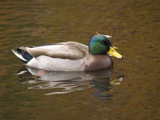 duck