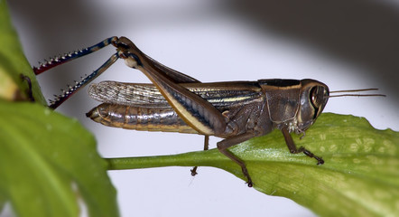 saltamontes