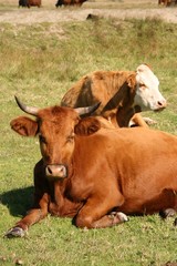 bull,cow
