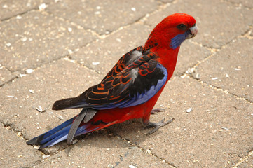 Red and blue parrot. Side view.