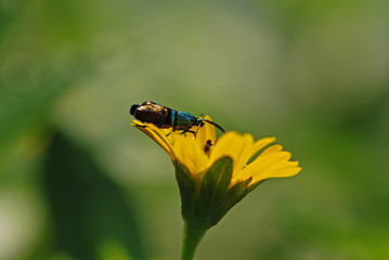 insect and yellow in the gardens