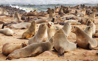 Colony of seals