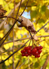 Fototapeta premium Berries of a mountain ash.