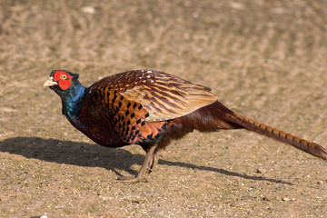 Wild male Pheasant