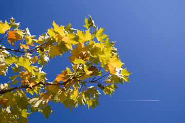 Vor dem Herbst flüchten