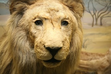 stuffed if lion