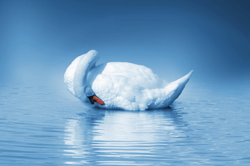 white swan on sea