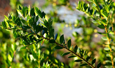 Green Leaves