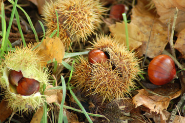 Chestnuts