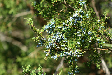 Berries