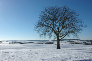 Lonley Tree on a Winter Morning