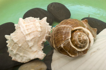 Variety of seashells in water